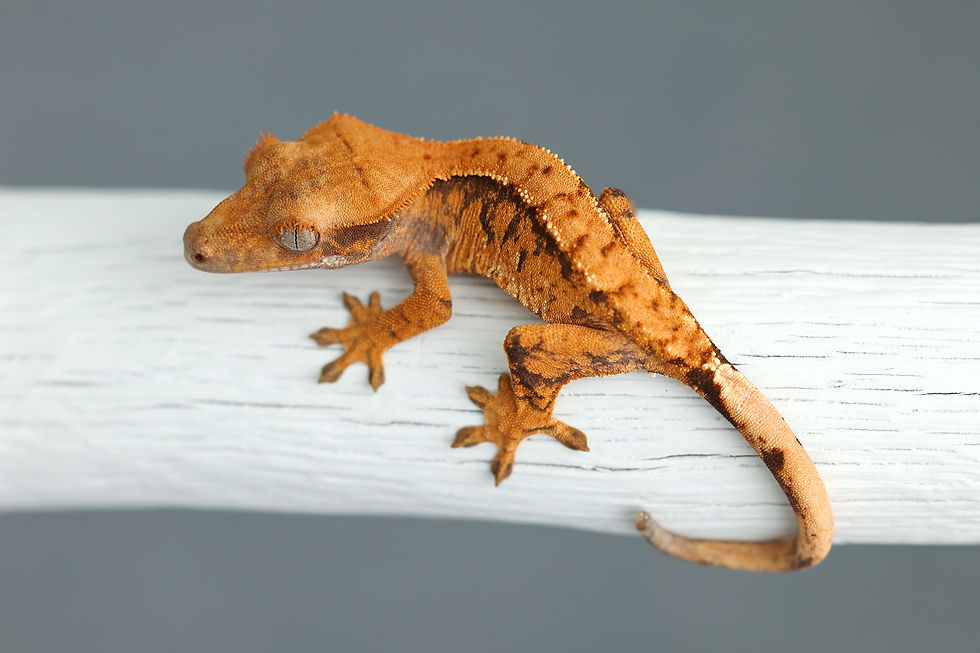 Halloween Extreme Harlequin Crested Gecko