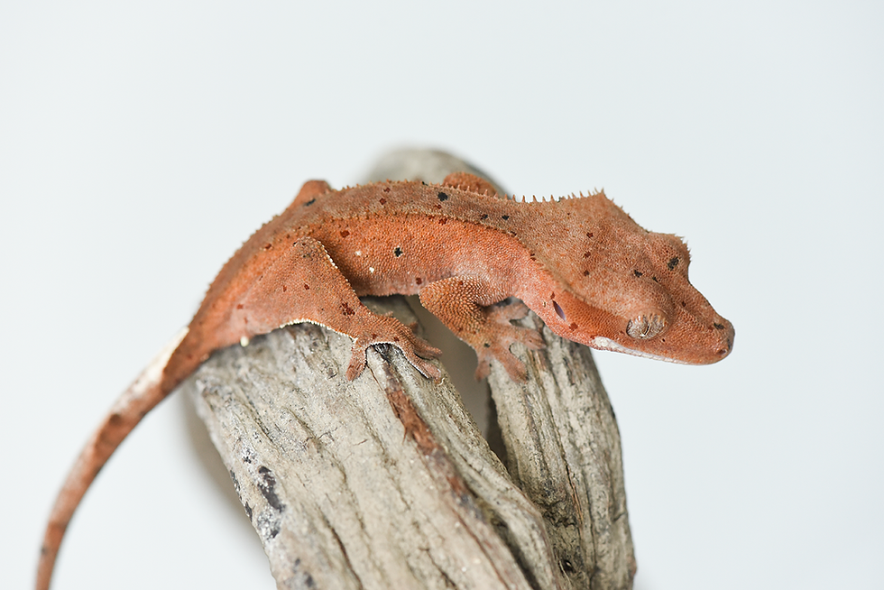 Thumbnail: Mardi Gras Dalmatian Crested Gecko