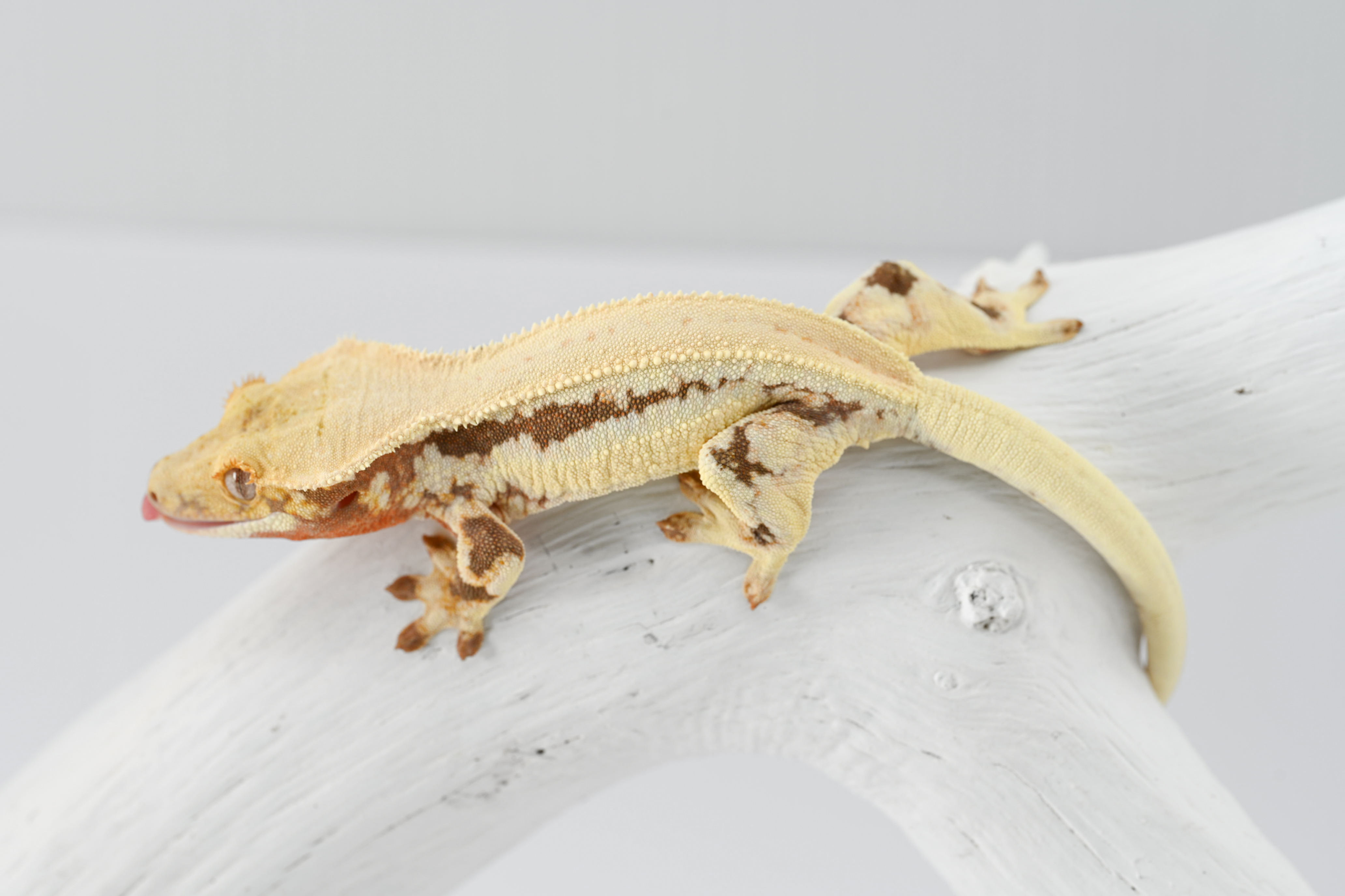 High Contrast Lilly White Crested Gecko