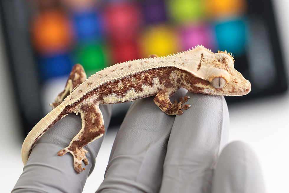 Red Base Lilly White Crested Gecko