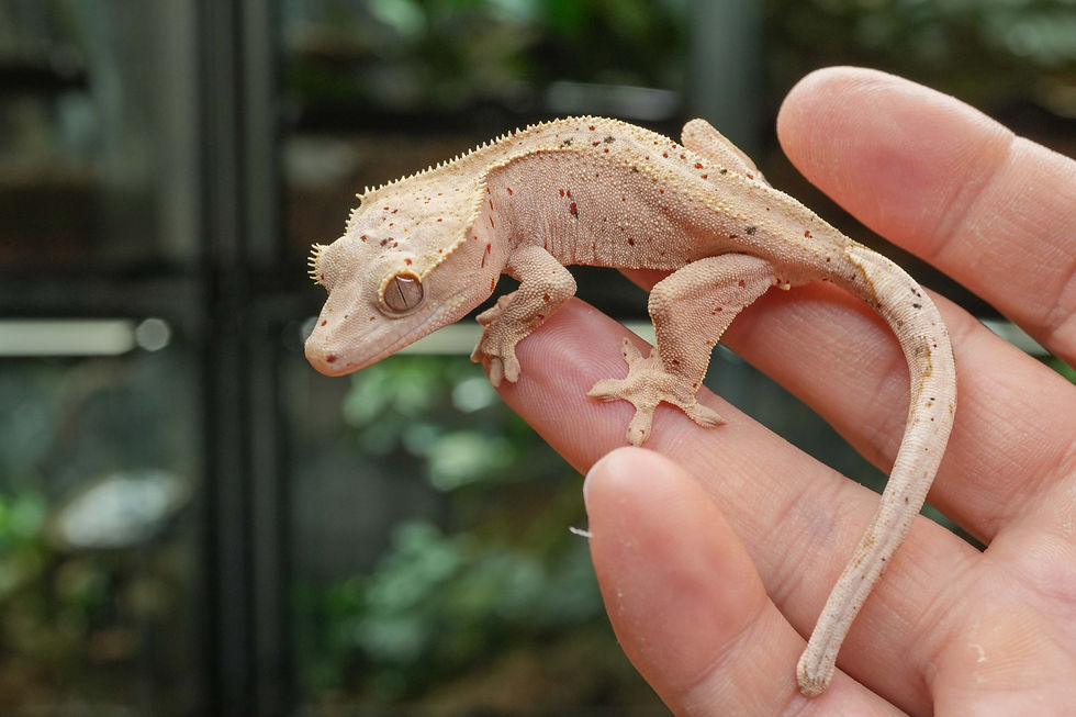 Thumbnail: Mardi Gras Super Dalmatian Crested Gecko