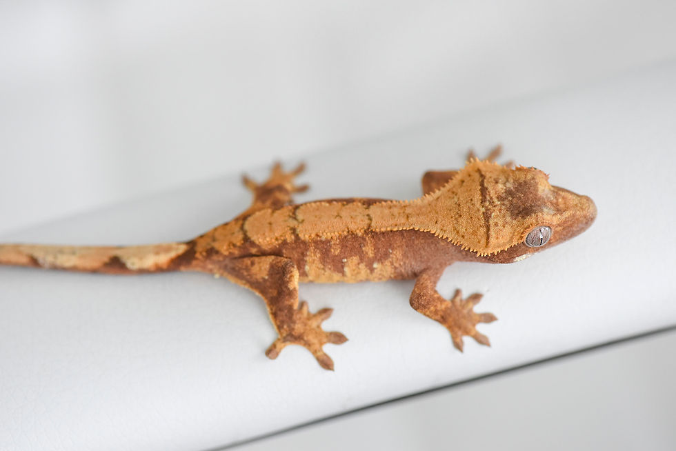 Thumbnail: Red & Cream Harlequin Crested Gecko