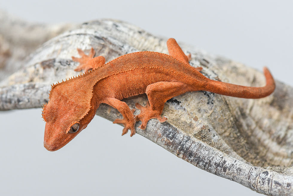 Patternless Red Crested Gecko