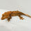 Thumbnail: Pinstripe Crested Gecko
