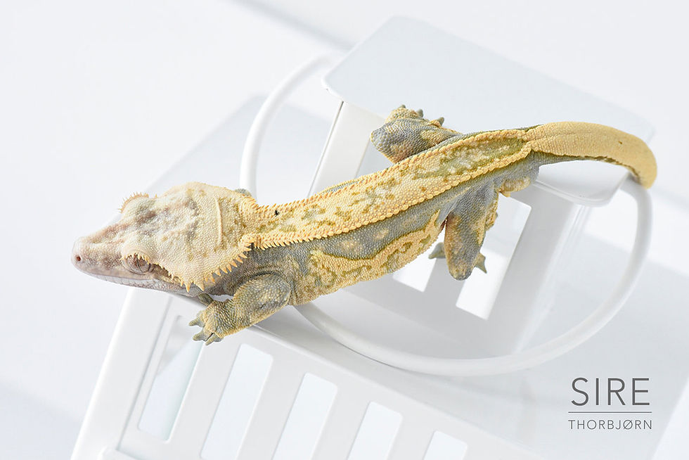 Thumbnail: Quad-Stripe Crested Gecko