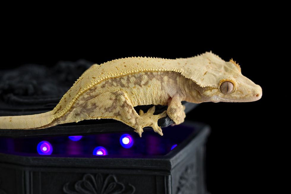 White Wall Lavender Pinstripe Crested Gecko
