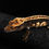 Thumbnail: High Contrast Pinstripe Crested Gecko