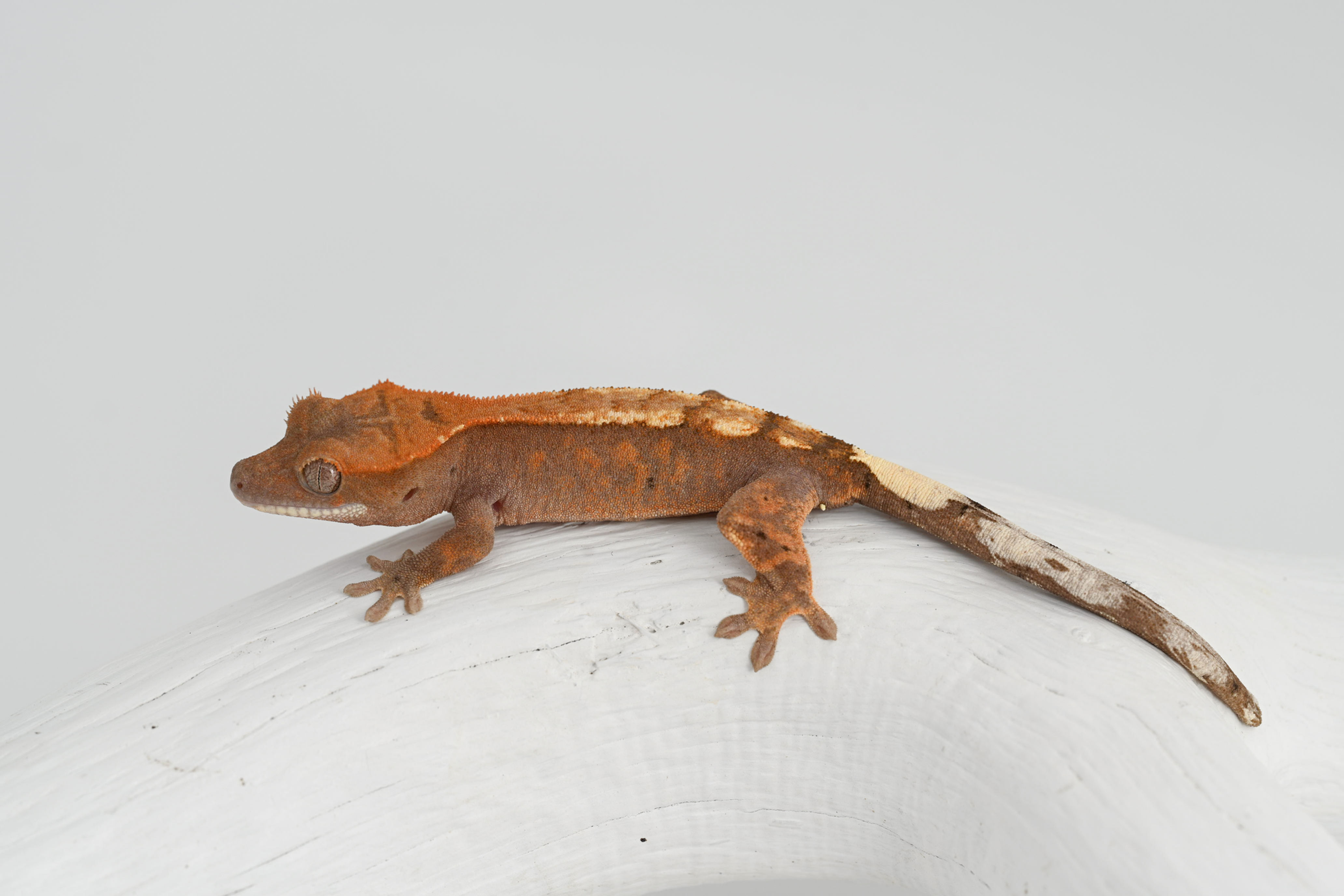 Highway Crested Gecko