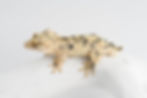 Thumbnail: Super Dalmatian Crested Gecko