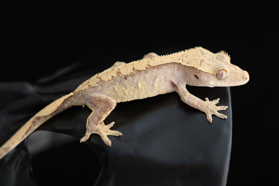 Pink Lines Harlequin Crested Gecko