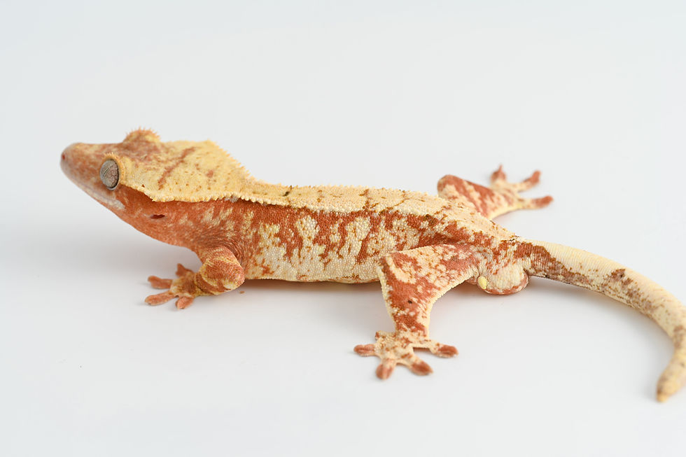 Thumbnail: Hypo Red & Cream High White Extreme Harlequin Crested Gecko