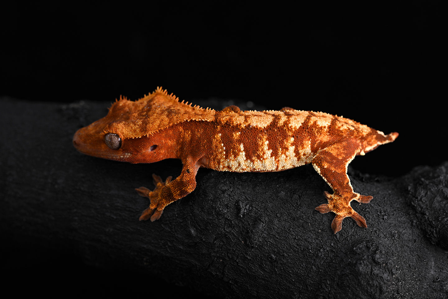 Red & Cream Harlequin Crested Gecko