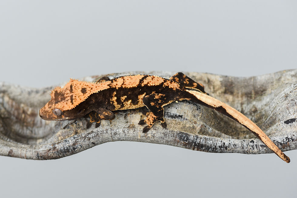 High Contrast Harlequin Crested Gecko