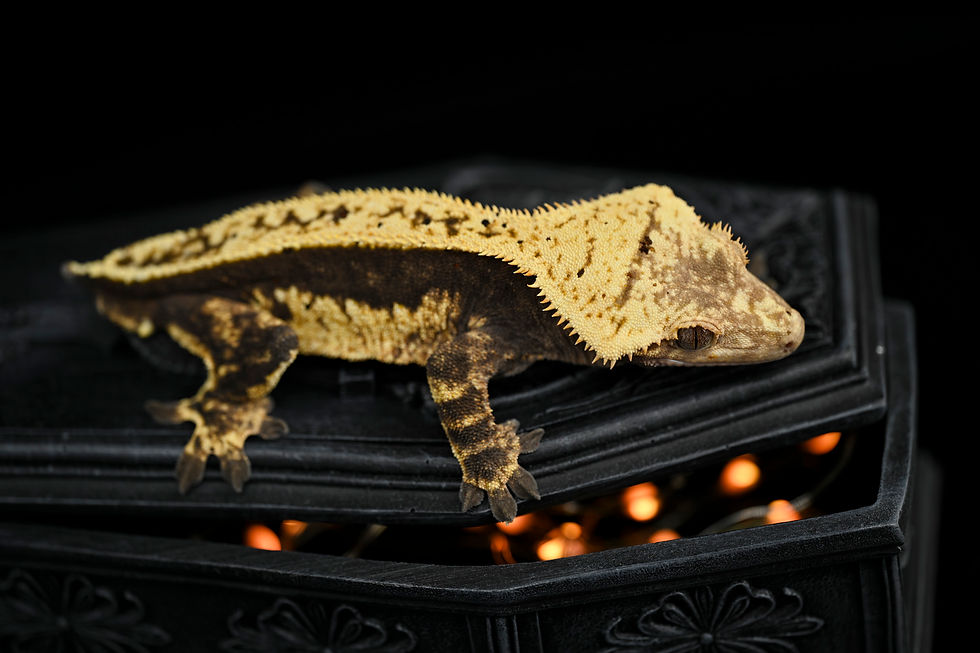 Thumbnail: Crowned High Contrast Pinstripe Crested Gecko