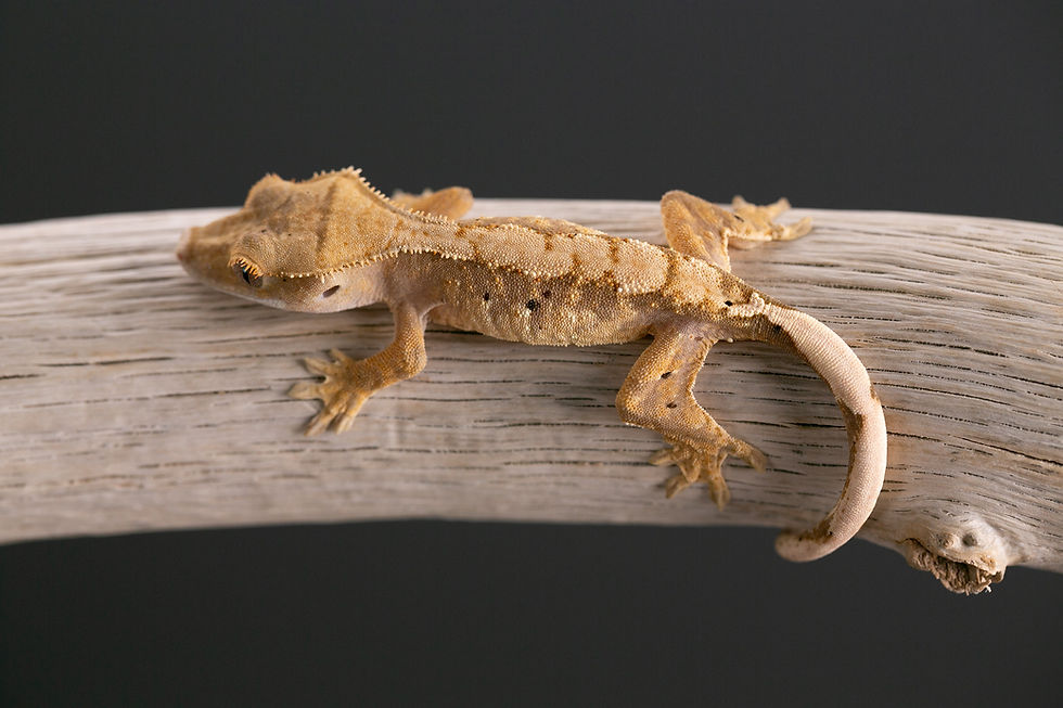 Thumbnail: Pink Lines Harlequin Crested Gecko