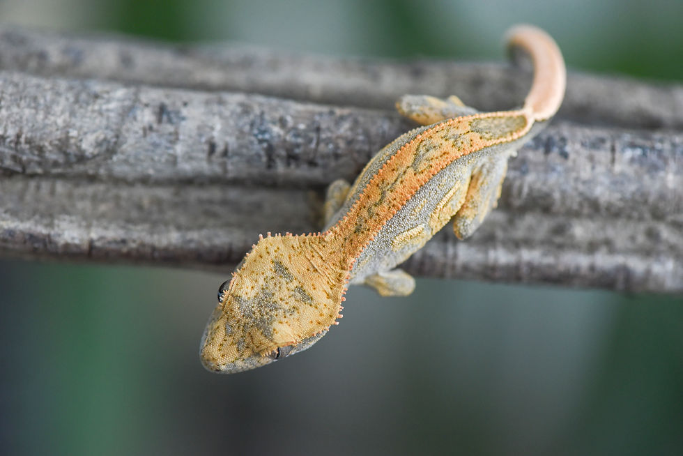 Thumbnail: Tangerine Quad Stripe Crested Gecko