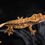 Thumbnail: High Contrast Pinstripe Crested Gecko
