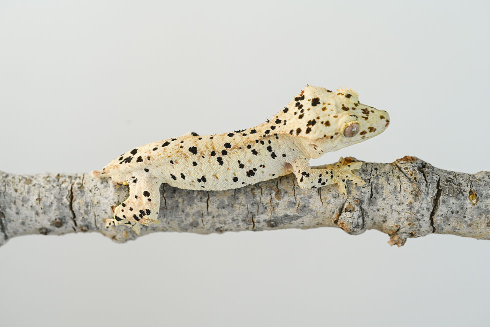 Super Dalmatian Crested Gecko