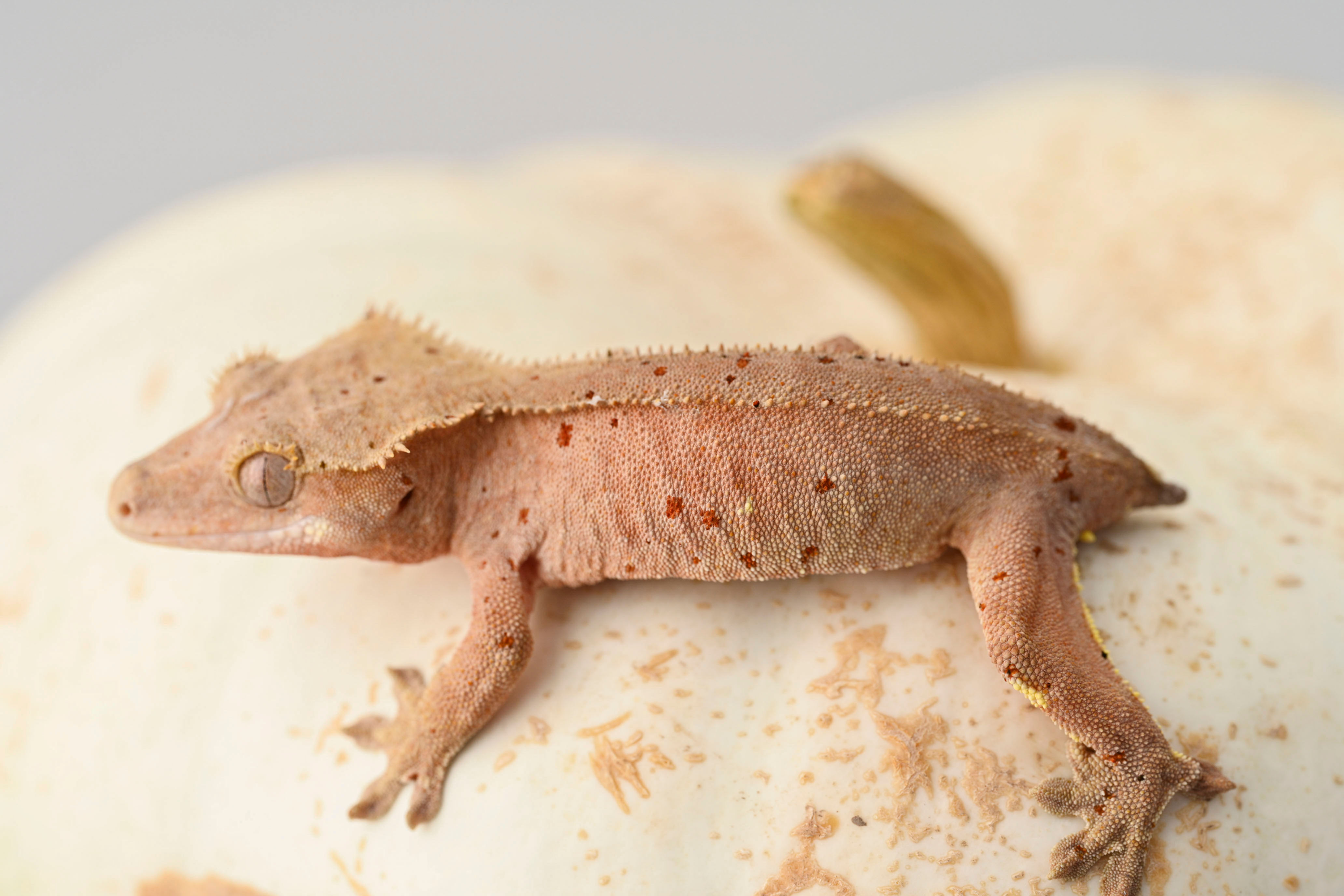 Mardi Gras Dalmatian Crested Gecko