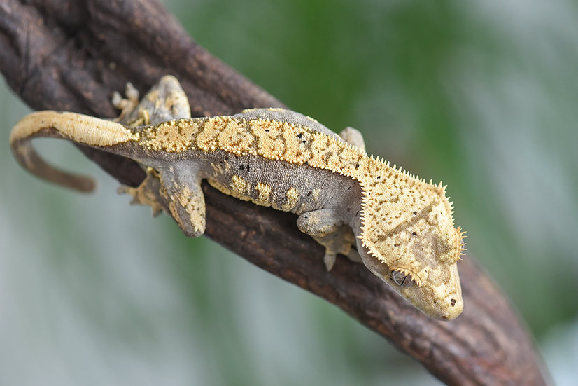 Lavender & Cream Harlequin Crested Gecko | Fringemorphs