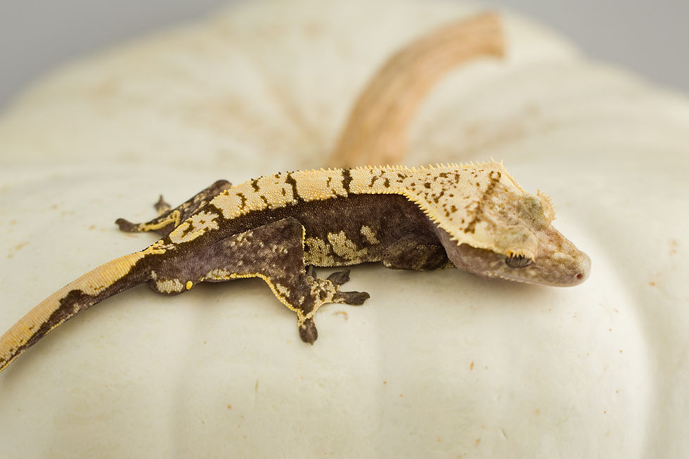 Pinstripe Crested Gecko