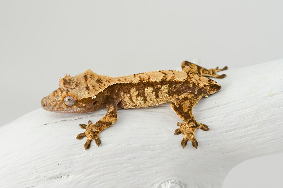 Thumbnail: High Contrast Extreme Harlequin Crested Gecko