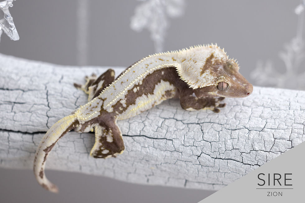 Thumbnail: 100% Het Axanthic Lily White Crested Gecko