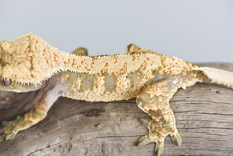 Thumbnail: Extreme Harlequin Crested Gecko