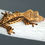 Thumbnail: High Contrast Full Pinstripe Crested Gecko