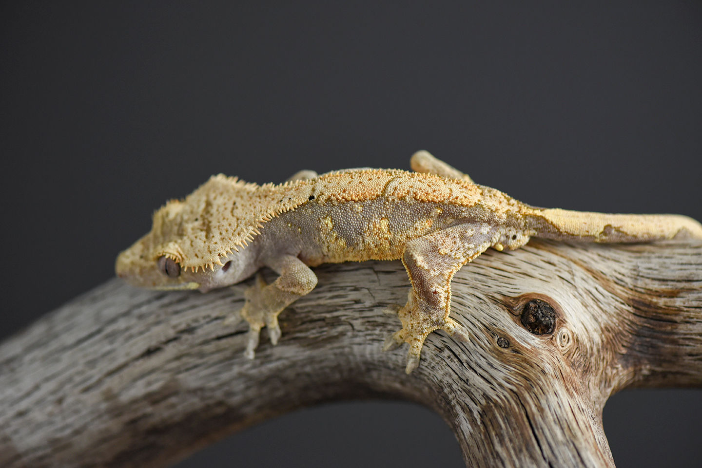 Extreme Harlequin Crested Gecko