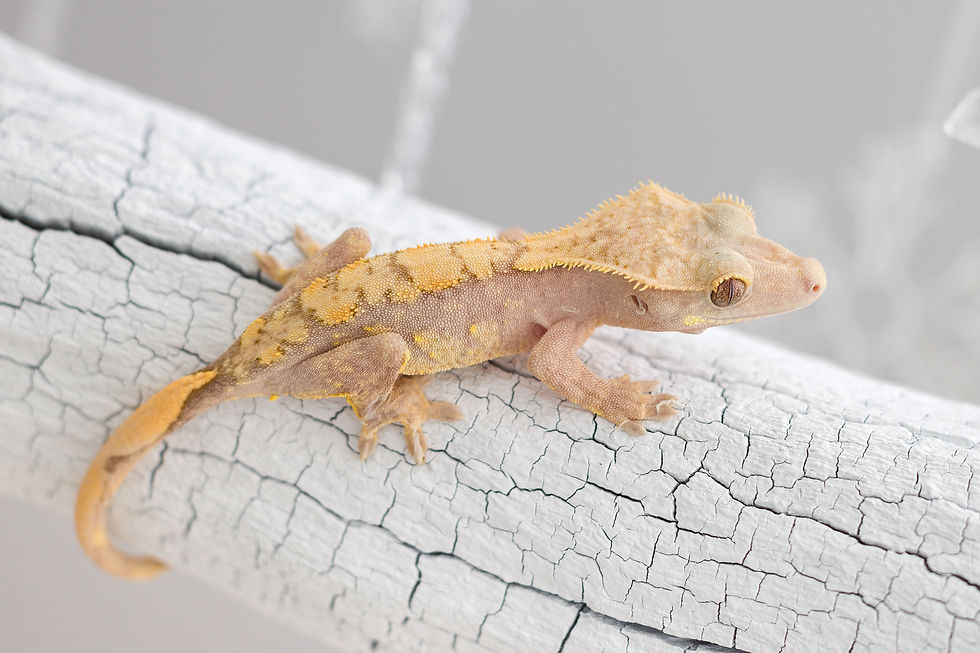 Thumbnail: Pink Line ✿ Harlequin Crested Gecko