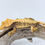 Thumbnail: Harlequin Crested Gecko
