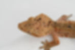 Thumbnail: Mardi Gras Super Dalmatian Crested Gecko