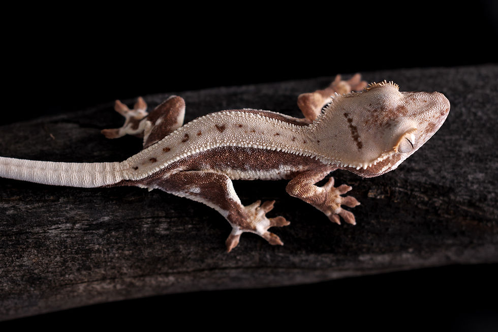Lilly White Crested Gecko