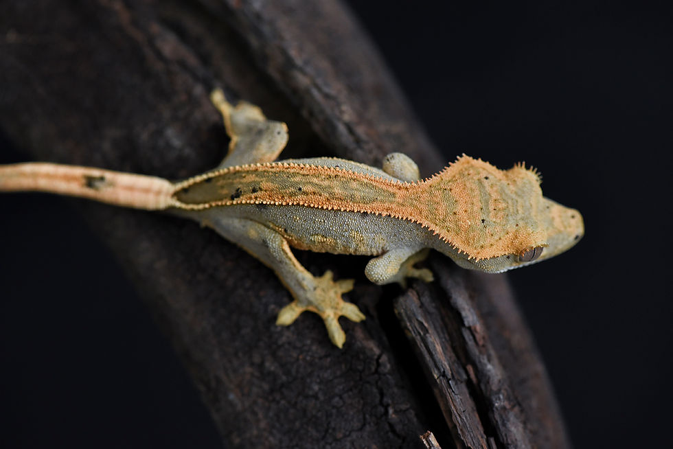 Tangerine Quad Stripe Crested Gecko