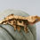 Thumbnail: High Contrast Pinstripe Crested Gecko