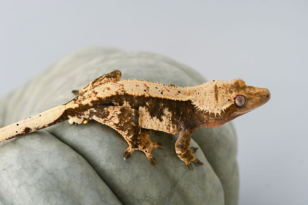 Thumbnail: High Contrast Pinstripe Crested Gecko