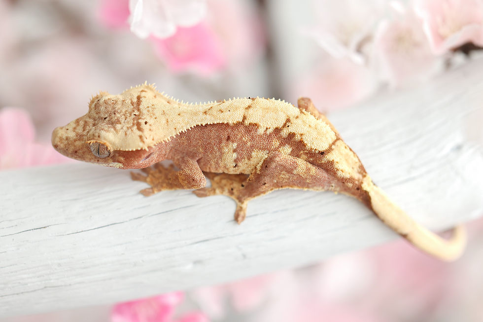 Thumbnail: Pink Lines Harlequin Crested Gecko