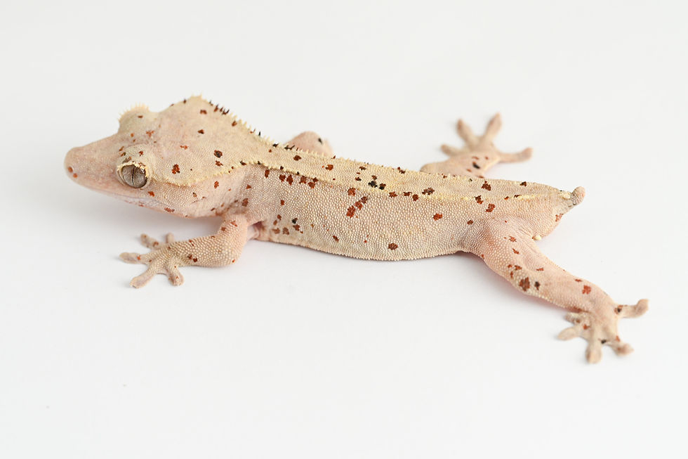 Thumbnail: Mardi Gras Super Dalmatian Crested Gecko