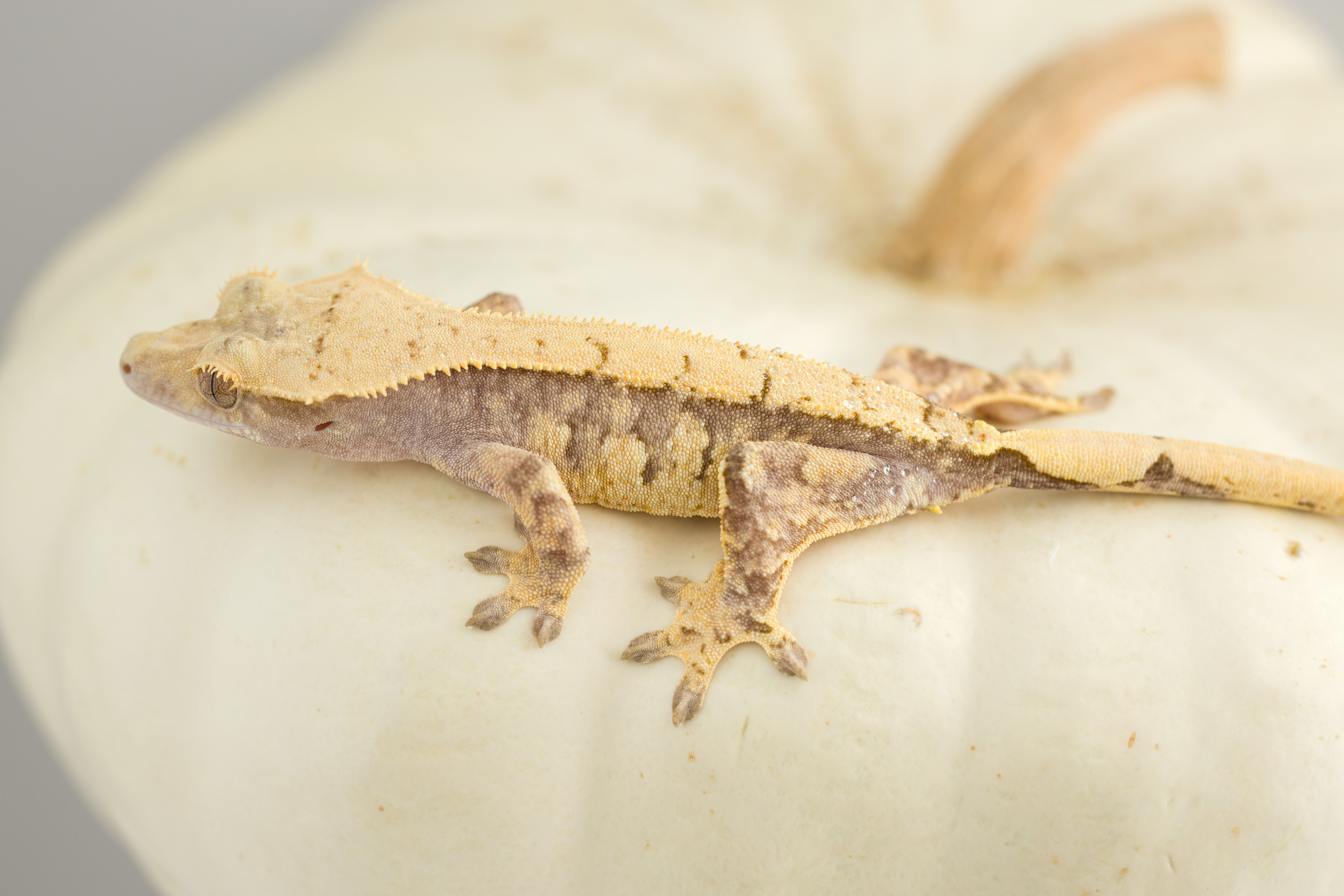 Lavender Pinstripe Crested Gecko
