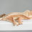 Thumbnail: Creamsicle Lilly White Crested Gecko