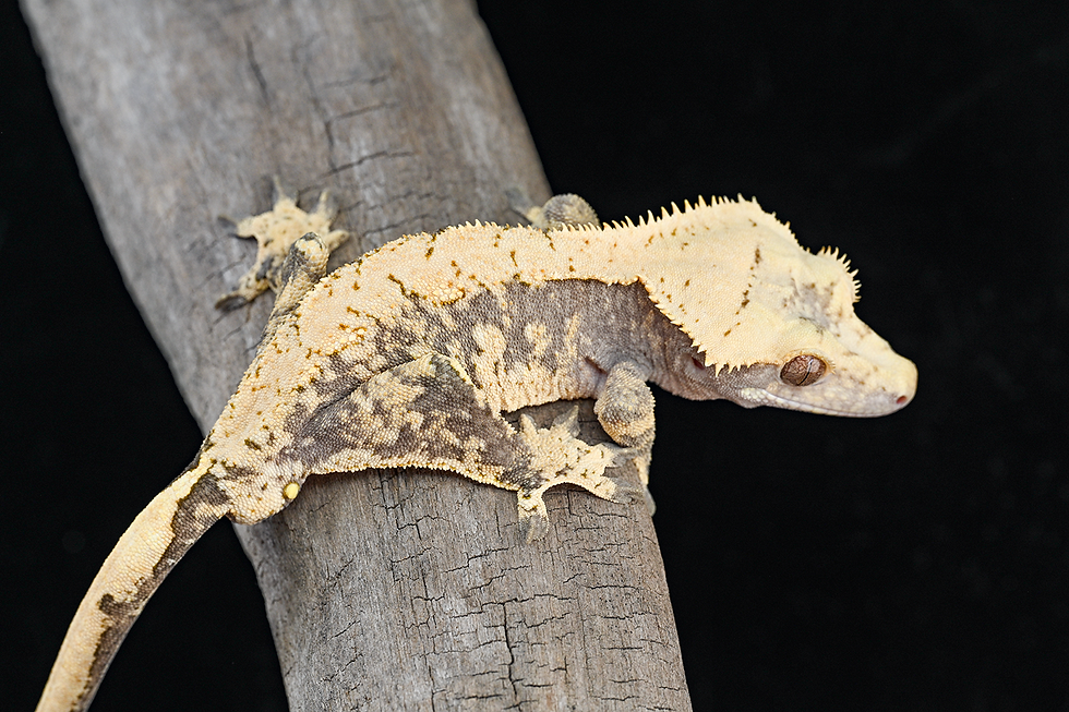 RTB Lavender Extreme Harlequin Crested Gecko