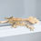 Thumbnail: Lavender & Cream Extreme Harlequin Crested Gecko