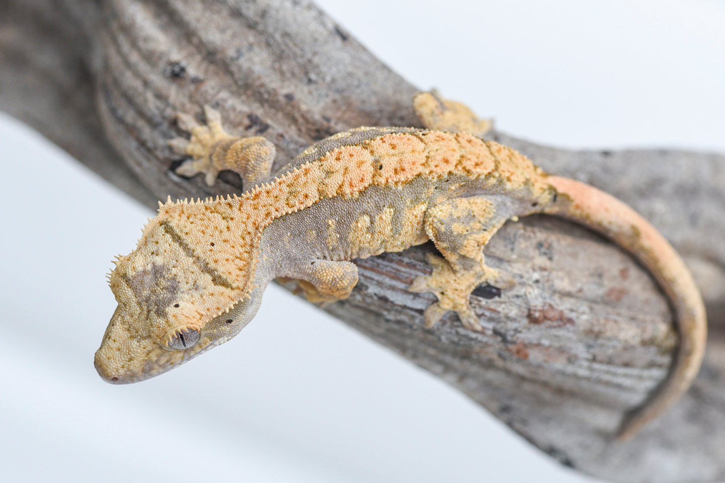 Lavender & Cream Harlequin Crested Gecko For Sale ...