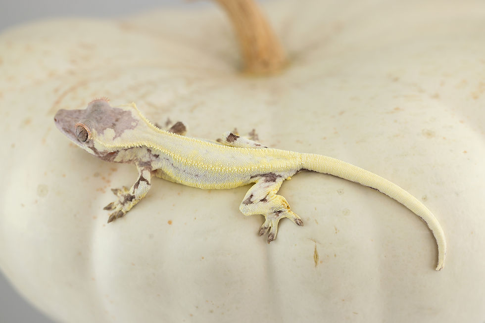 Thumbnail: High Expression Frappuccino Crested Gecko