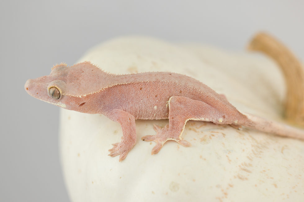 Thumbnail: Pink Line ✿ Red Spot & White Portholes Crested Gecko