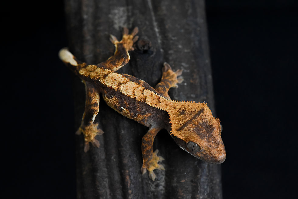 Tri-Color Harlequin Crested Gecko