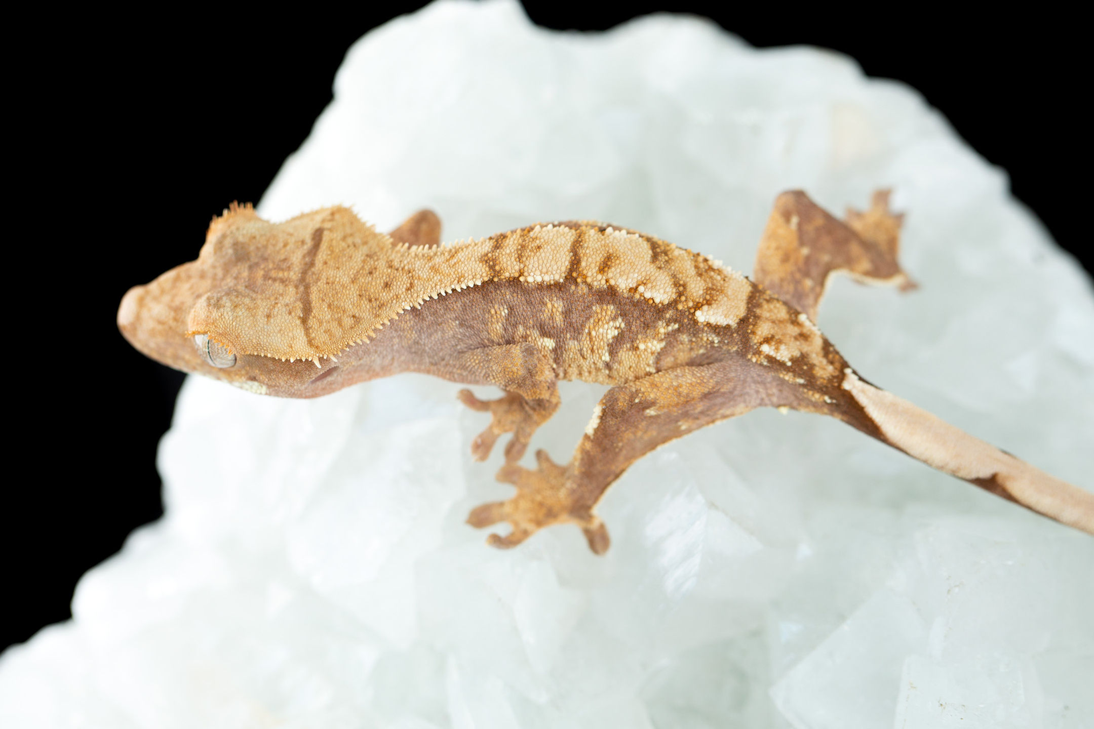 Pink Lines Harlequin Crested Gecko