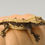 Thumbnail: Crowned Pinstripe Crested Gecko