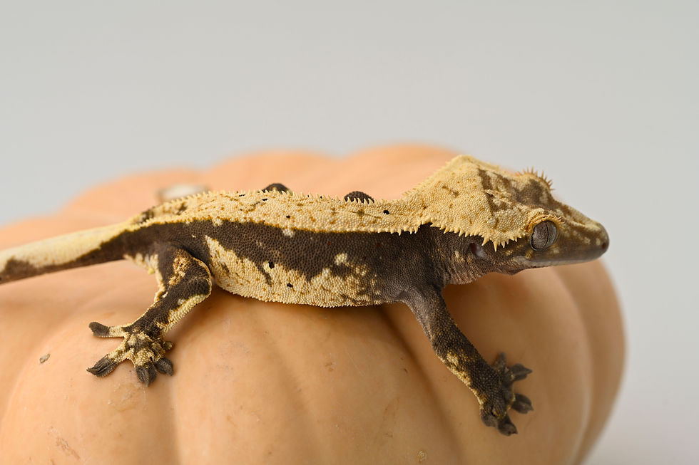 Thumbnail: Crowned Pinstripe Crested Gecko